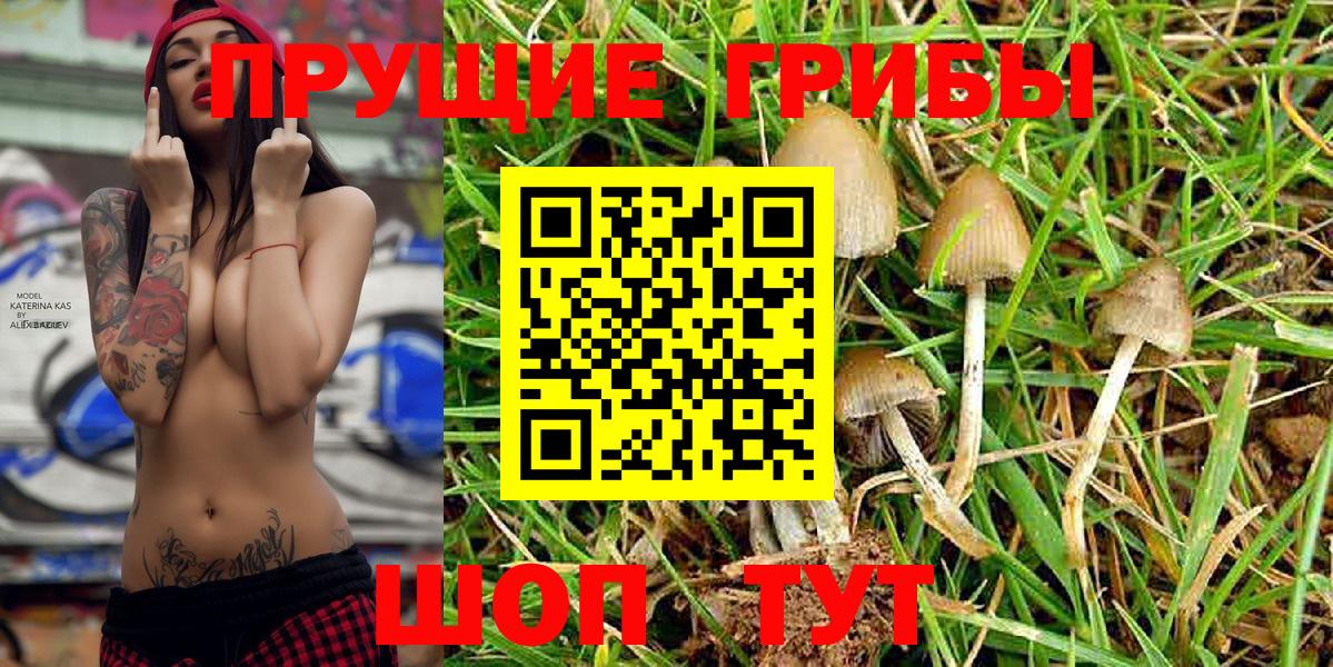 Псилоцибиновые грибы Magic Shrooms  Костомукша  Псилоцибиновые грибы Psilocybine cubensis 